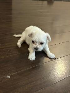 Female Maltese - Photo 3