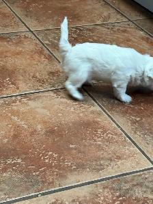 Female Maltese - Photo 4