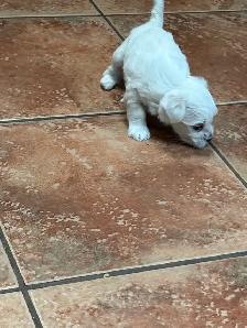 Female Maltese - Photo 5