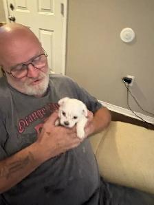 Female Maltese - Photo 6