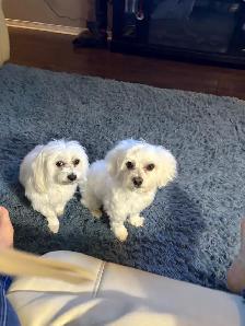 Female Maltese - Photo 7