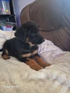 chiot berger allemand pret maintenant