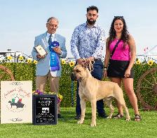 Registered Cane Corso Breeder Champion Bloodlines