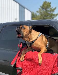 Registered Cane Corso Breeder Champion Bloodlines - Photo 2