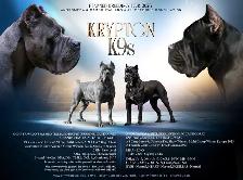 Registered Cane Corso Breeder Champion Bloodlines - Photo 3