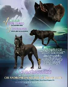 Registered Cane Corso Breeder Champion Bloodlines - Photo 5