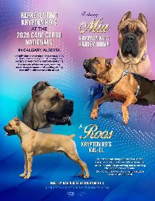 Registered Cane Corso Breeder Champion Bloodlines - Photo 6