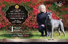 Registered Cane Corso Breeder Champion Bloodlines - Photo 7