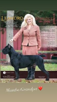 Registered Cane Corso Breeder Champion Bloodlines - Photo 8