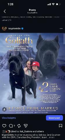 Registered Cane Corso Breeder Champion Bloodlines - Photo 9