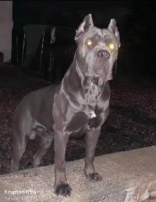 Registered Cane Corso Breeder Champion Bloodlines - Photo 10