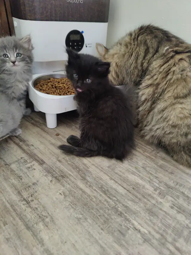 Sweet loving Kittens