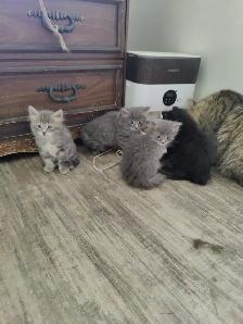 Sweet loving Kittens - Photo 2