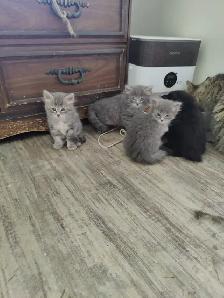Sweet loving Kittens - Photo 3