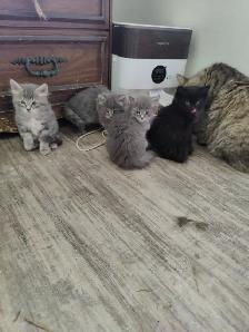 Sweet loving Kittens - Photo 4
