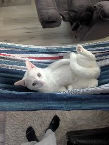 Chat et chaton - Photo 2