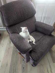 Chat et chaton - Photo 3