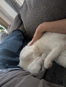 Chat et chaton - Photo 4