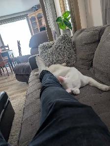 Chat et chaton - Photo 5