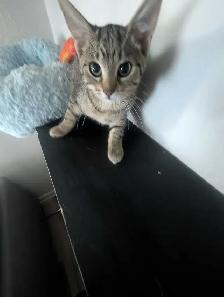 Chat et chaton - Photo 6