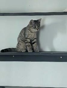 Chat et chaton - Photo 7