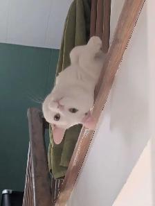 Chat et chaton - Photo 8