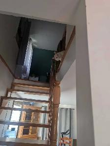 Chat et chaton - Photo 9