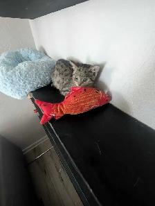 Chat et chaton - Photo 10