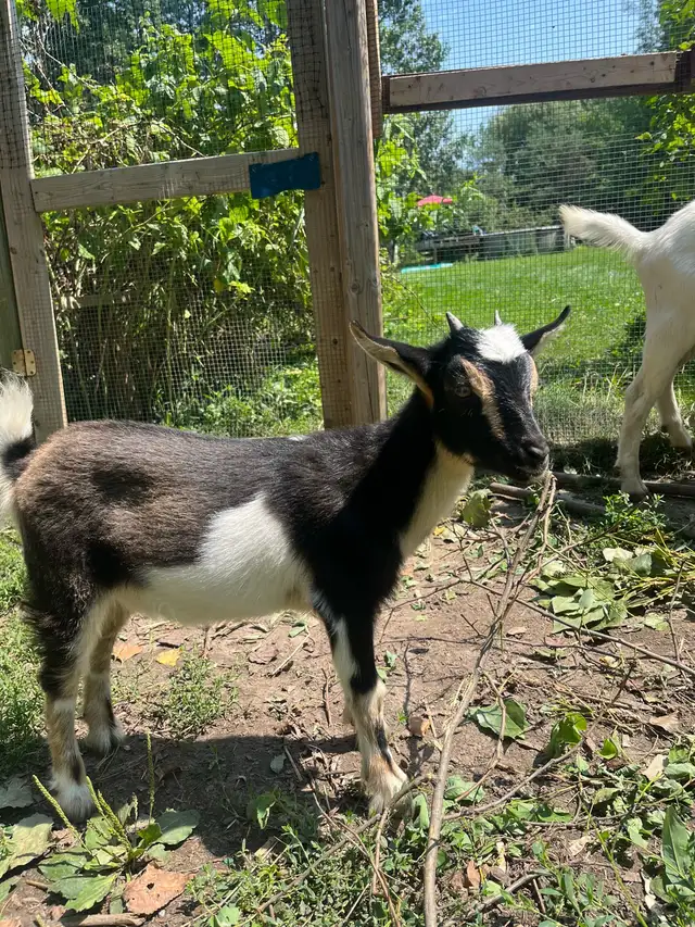 adorable super friendly baby Nigerian dwarf female