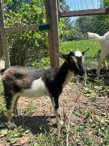 adorable super friendly baby Nigerian dwarf female