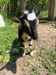 adorable super friendly baby Nigerian dwarf female - Photo 2