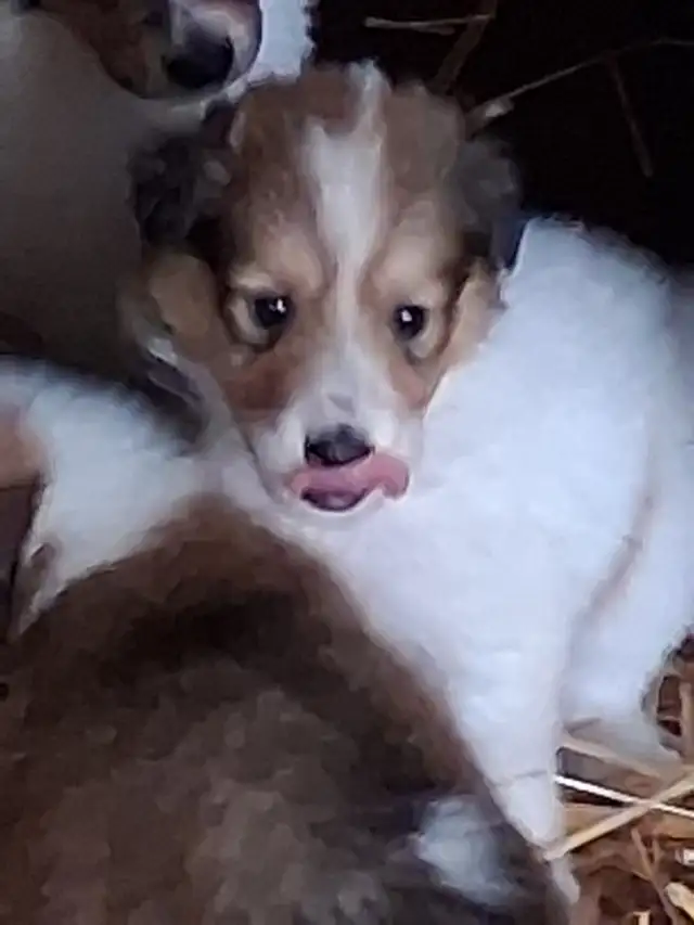 Rough Collie pups, Sable, White factor