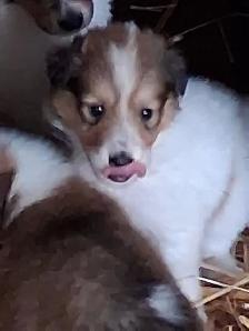 Rough Collie pups, Sable, White factor