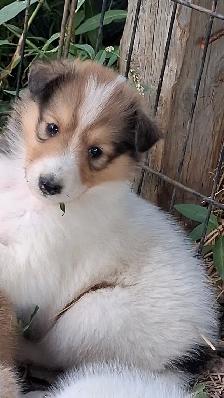 Rough Collie pups, Sable, White factor - Photo 2