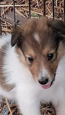 Rough Collie pups, Sable, White factor - Photo 3