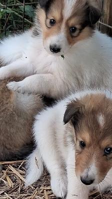 Rough Collie pups, Sable, White factor - Photo 4