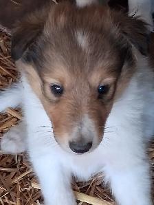Rough Collie pups, Sable, White factor - Photo 5