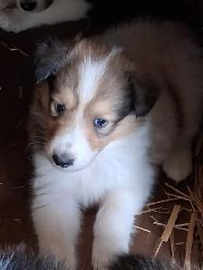 Rough Collie pups, Sable, White factor - Photo 6