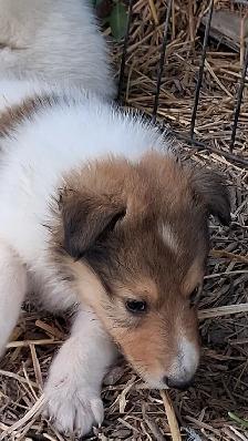 Rough Collie pups, Sable, White factor - Photo 7