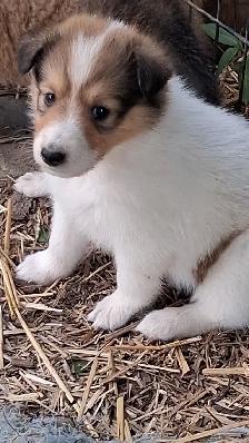 Rough Collie pups, Sable, White factor - Photo 8