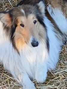 Rough Collie pups, Sable, White factor - Photo 9