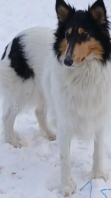 Rough Collie pups, Sable, White factor - Photo 10