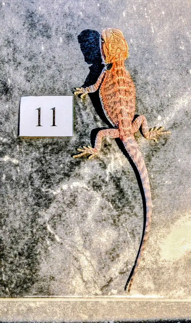Dragon barbu né chez Désertéric