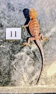 Dragon barbu né chez Désertéric