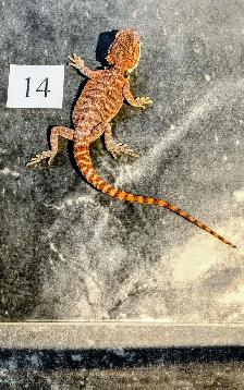 Dragon barbu né chez Désertéric - Photo 2