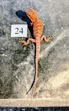 Dragon barbu né chez Désertéric - Photo 3