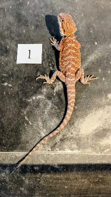 Dragon barbu né chez Désertéric - Photo 4