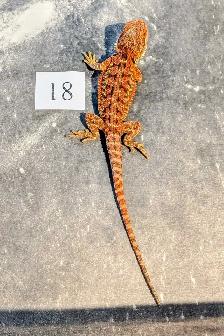 Dragon barbu né chez Désertéric - Photo 5