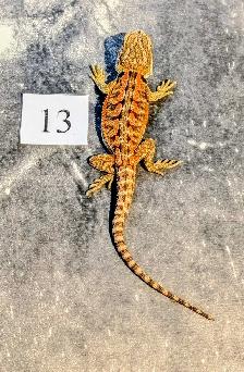 Dragon barbu né chez Désertéric - Photo 6
