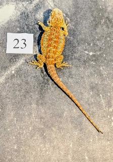 Dragon barbu né chez Désertéric - Photo 7
